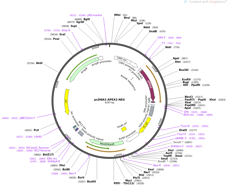 pcDNA3 APEX2-NES质粒图谱